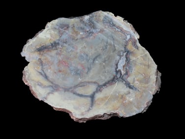 4 1/2" Jurassic Coprolite Sliced, 156-146 Million Years Old