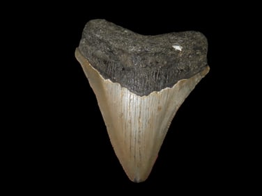 3 1/4" Fossilized Megalodon Shark Tooth, SC