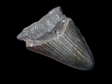 2 1/2" Fossilized Megalodon Shark Tooth
