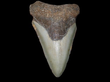 3 1/4" Fossilized Megalodon Shark Tooth