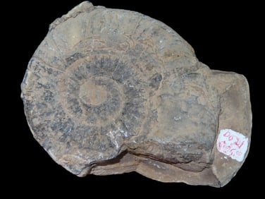 5 1/4" Ammonite Center and Out Matrix on Outer Side