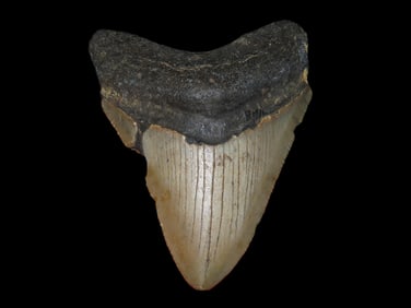 3 3/16" Fossilized Megalodon Shark Tooth