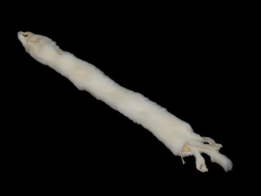 13" White Ermine/Mink Fur