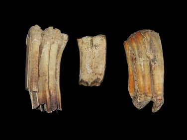 Set of Fossilized Anteater Teeth Found in Rivers Streams of Northeast Mo.