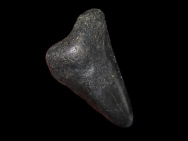 2 5/16" Fossilized Megalodon Shark Tooth