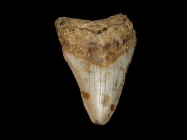 3 5/16" Fossilized Megalodon Shark Tooth, FL