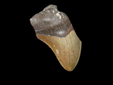 2 5/8" Fossilized Shark Tooth Megalodon, SC