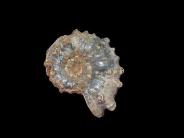 1 7/8" Tractor Ammonite Fossil, Douvilleiceras Mid Late Cretaceous