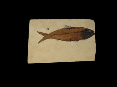 6X4" Knightia Fish Fossil Green River Formation, WY 53.5 to 48.5 Million Years Old
