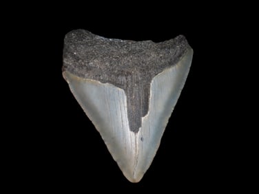 2 7/8" Fossilized Megalodon Shark Tooth, SC
