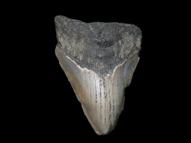 2 3/4" Fossilized Megalodon Shark Tooth, FL
