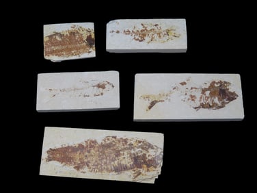 Group of Fossilized Fish, Green River Valley, WY