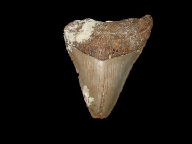 2 1/2" Fossilized Megalodon Shark Tooth, SC