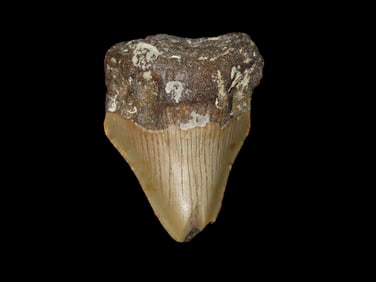 2" Fossilized Megalodon Shark Tooth, SC