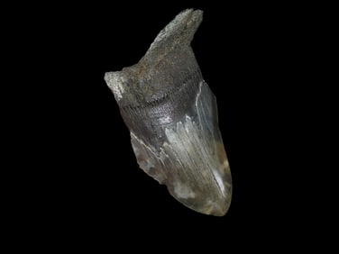 4 11/16" Megalodon Fossilized Shark Tooth, FL