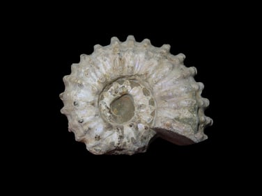 2" Tractor, Ammonite Fossil, Douvilleiceras, Late Cretaceous