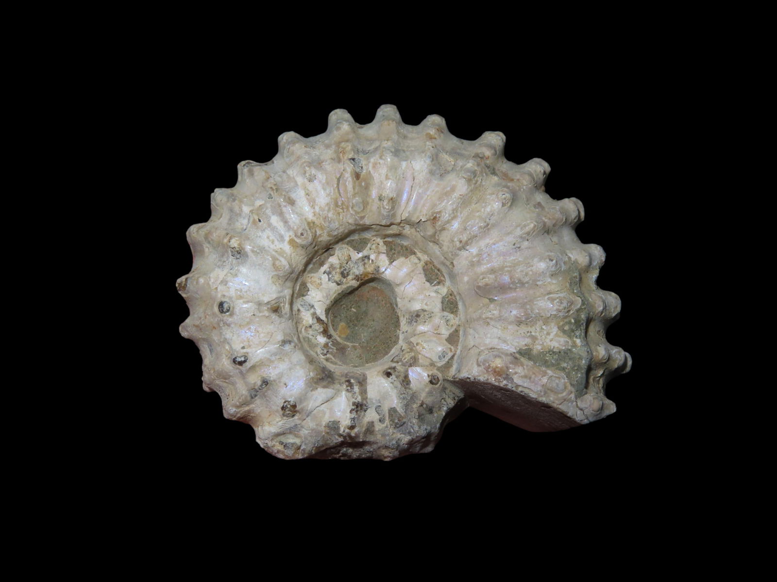 2" Tractor, Ammonite Fossil, Douvilleiceras, Late Cretaceous: 2" Tractor, Ammonite Fossil, Douvilleiceras, Late Cretaceous