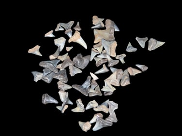Lot of Fossilized Shark Teeth found Peace River Arcadia, FL