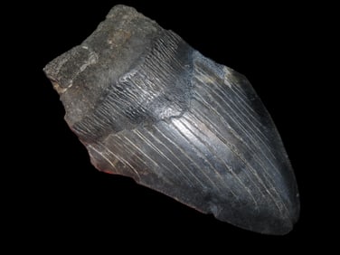 4 3/8" Fossilized Megalodon Shark Tooth, FL
