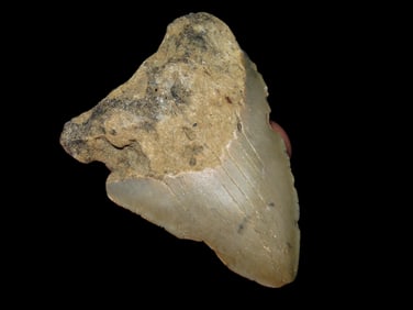 3" Megalodon Fossilized Shark Tooth, SC