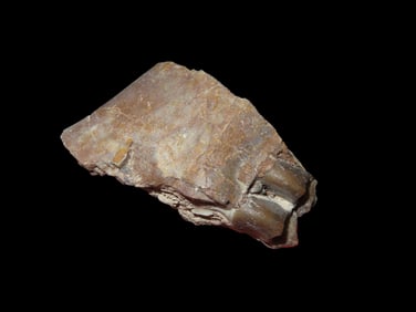 Fossil Tooth Jaw Extinct Mammal Cretaceous Period 65/66 Million Years Old