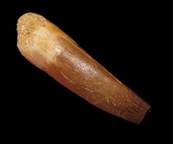 1 3/4" Plesiosaur Fossil Dinosaur Tooth 100 Million Years Old Cretaceous