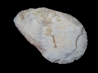 4 1/2" Adz, Greene Co., IL
