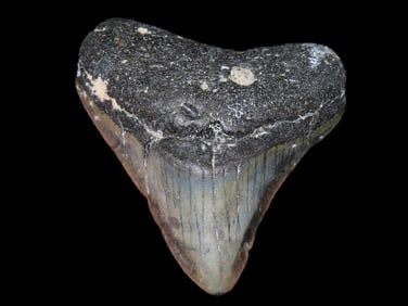 2 7/8" Fossilized Megalodon Shark Tooth, FL