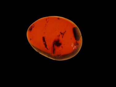 1" Fossilized Amber found in Europe Private Collection Penn.