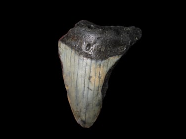 1 7/8" Fossilized Megalodon Shark Tooth