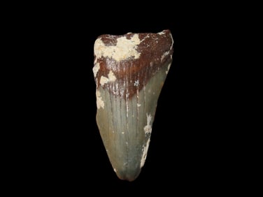 2 1/4" Fossilized Megalodon Shark Tooth, SC