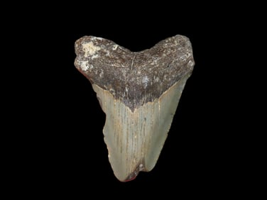 3 1/16" Fossilized Megalodon Shark Tooth