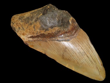 4 3/16" Fossilized Megalodon Shark Tooth, SC