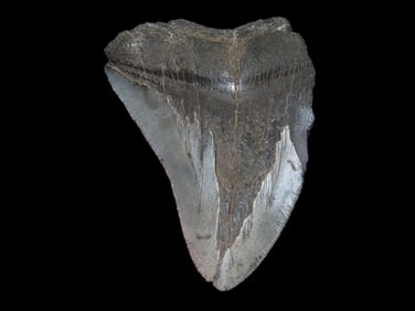 4 3/16" Fossilized Megalodon Shark Tooth, FL