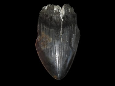 4 1/8" Fossilized Megalodon Shark Tooth