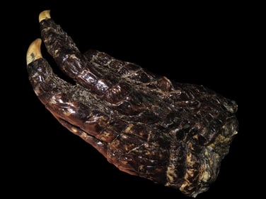 5 1/4" Alligator Foot from LA