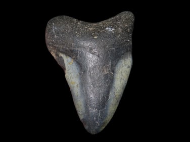 3 1/4" Fossilized Megalodon Shark Tooth, SC