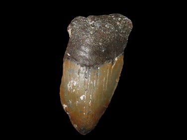 2 5/8" Fossilized Megalodon Shark Tooth, FL