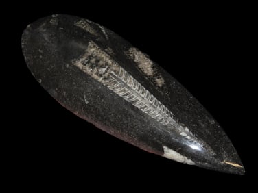 400 Million Years Old Polished Orthoceras Fossil Devonian Period Atlas Mountains, Morocco