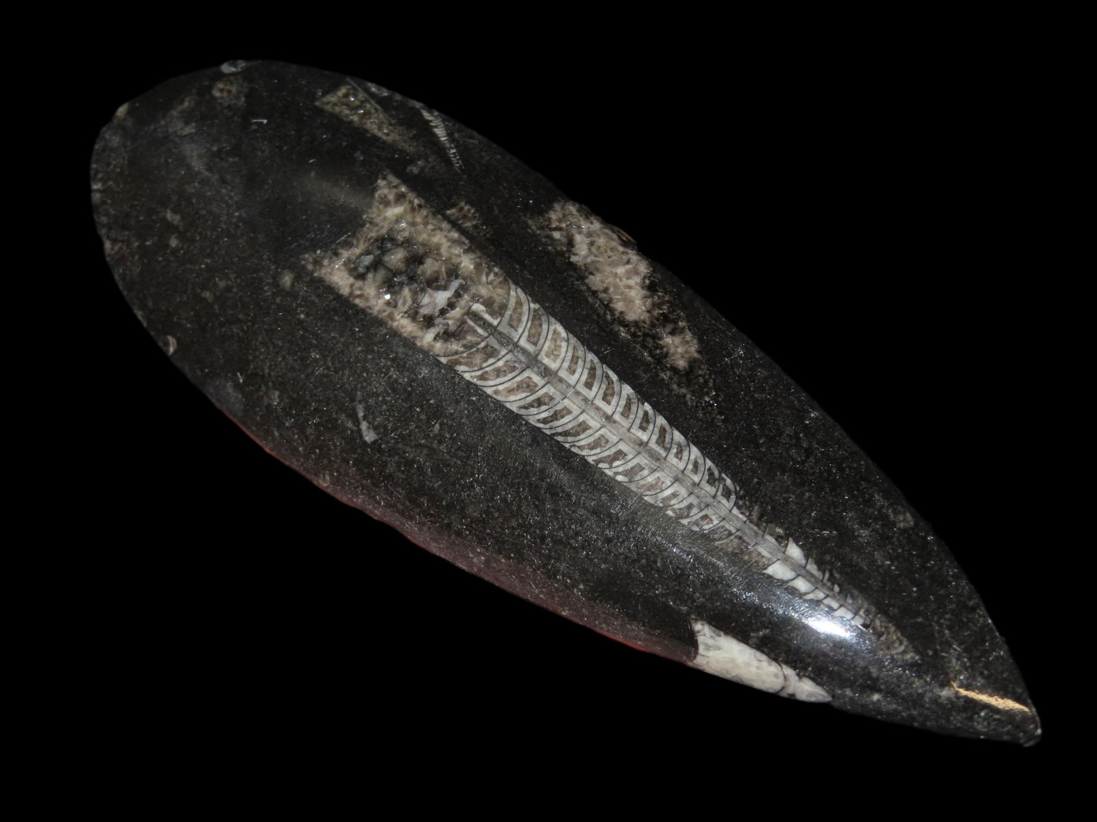 400 Million Years Old Polished Orthoceras Fossil Devonian Period Atlas Mountains, Morocco: 400 Million Years Old Polished Orthoceras Fossil Devonian Period Atlas Mountains, Morocco