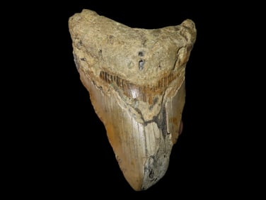 3 7/8" Fossilized Megalodon Shark Tooth, SC