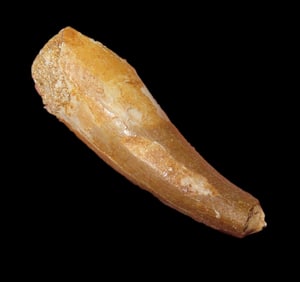 1 5/8" Fossilized Spinosaurus Tooth Cretaceous Period