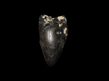 3" Fossilized Megalodon Shark Tooth