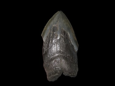 2 3/4" Fossilized Megalodon Shark Tooth, SC