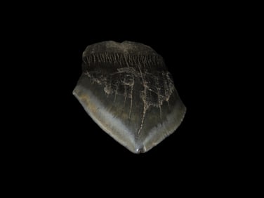 4 1/8" Fossilized Megalodon Shark Tooth, FL