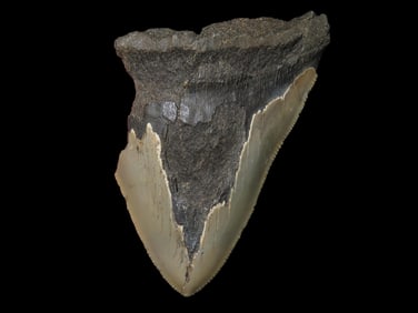 4 1/4" Fossilized Megalodon Shark Tooth, FL