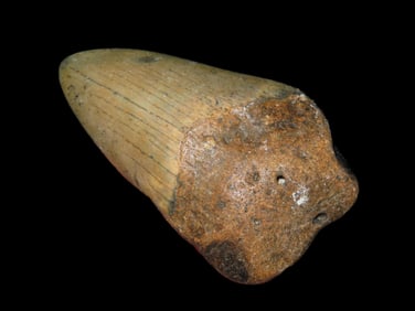 2 3/4" Fossilized Megalodon Shark Tooth, SC