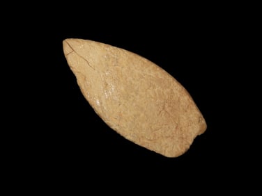 1 1/2" Bone Arrowhead, found by Jess Jordan in Oklahoma