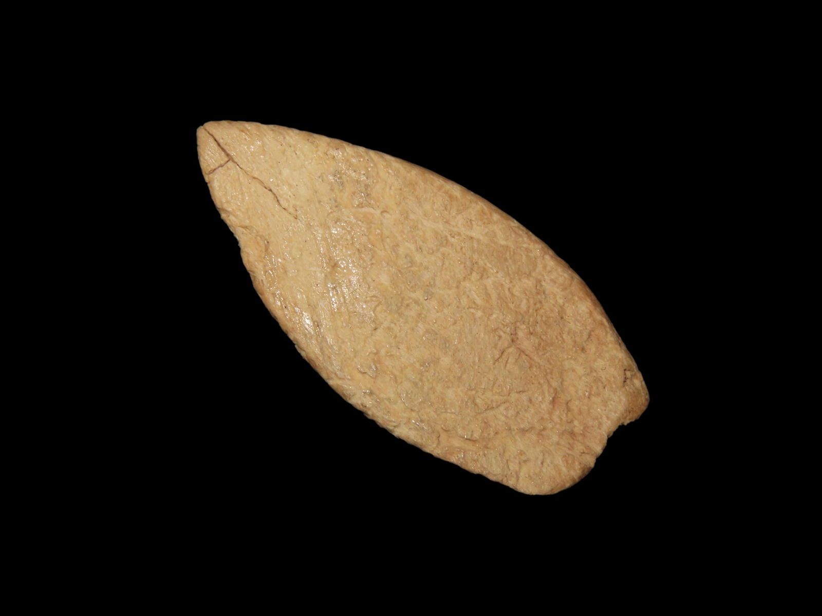 1 1/2" Bone Arrowhead, found by Jess Jordan in Oklahoma: 1 1/2" Bone Arrowhead, found by Jess Jordan in Oklahoma