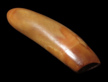 1 5/8" Fossil Tooth, Pacific Coast Alaska